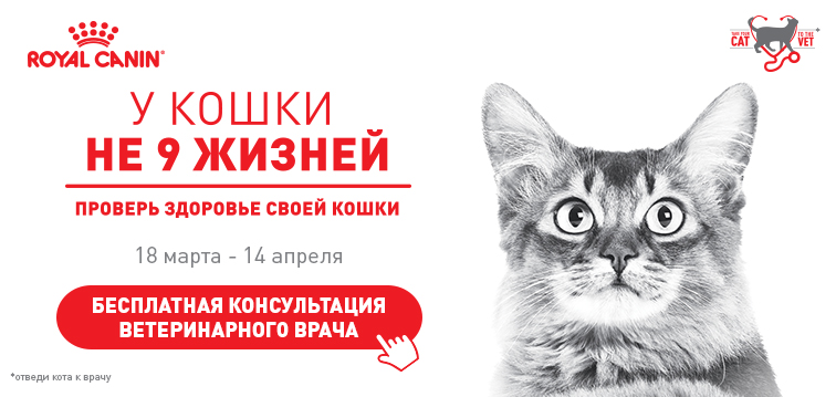 ВНИМАНИЮ ВСЕХ ВЛАДЕЛЬЦЕВ КОШЕК САНКТ-ПЕТЕРБУРГА ВНИМАНИЮ ВСЕХ ВЛАДЕЛЬЦЕВ КОШЕК САНКТ-ПЕТЕРБУРГА