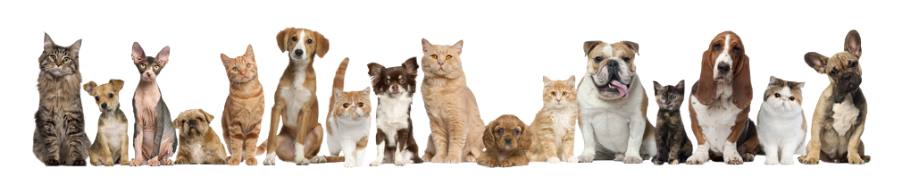 Ветеринарные клиники Котонай Ветеринарные клиники Котонай
