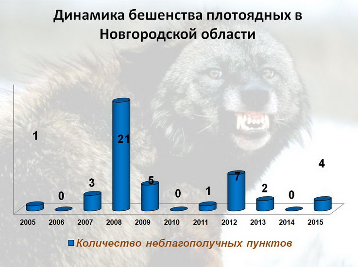 Енот Программа Для Ветклиник