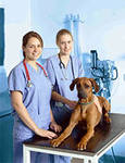 Ветеринарная клиника: прайс-лист