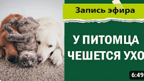 Лечение зуда в ушах у собак и кошек