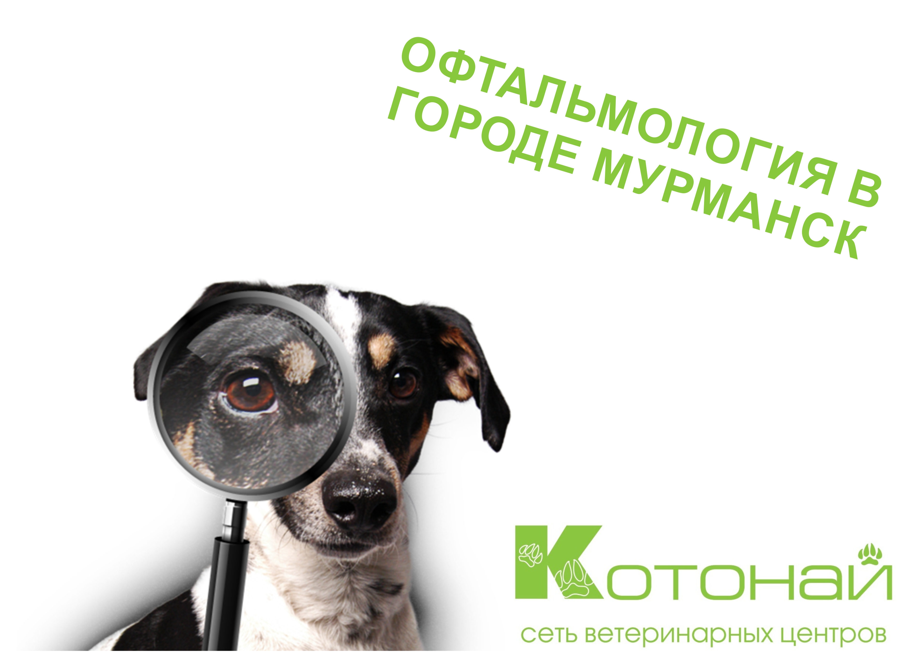 Ветеринарная офтальмология в городе Мурманск!