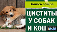 Циститы у кошек и собак | идиопатический цистит | ветеринария лекция вебинар