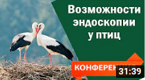 Конференция ветеринарных врачей - тема доклада: Эндоскопия у птиц