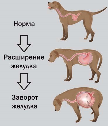 Синдром заворота желудка у собак