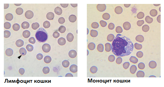 агония агония