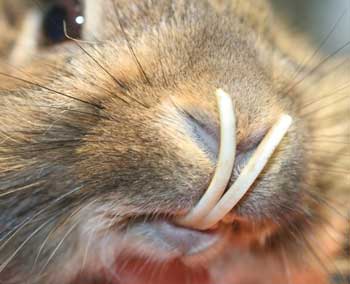 Болезни зубов у кроликов