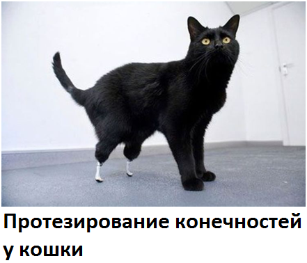 Аллопластика Аллопластика