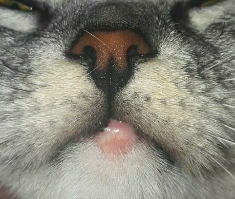 Пожалуйста помогите- у кошки покраснение на верхней губе(фото)
