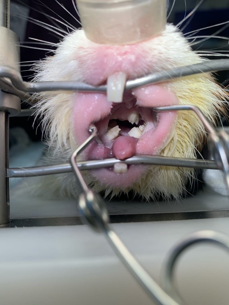 какие должны быть зубы у морской свинки