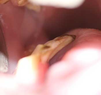 Болезни зубов у кроликов