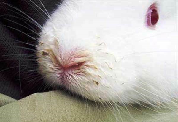 Инфекционный ринит у кроликов - симптомы, диагностика и лечение