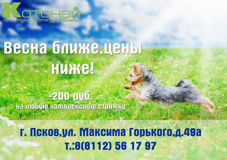 Груминг Псков Груминг Псков